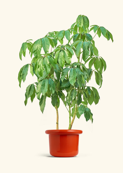 Australian Umbrella Tree in a 10 inches Fat Lip Red Planter 