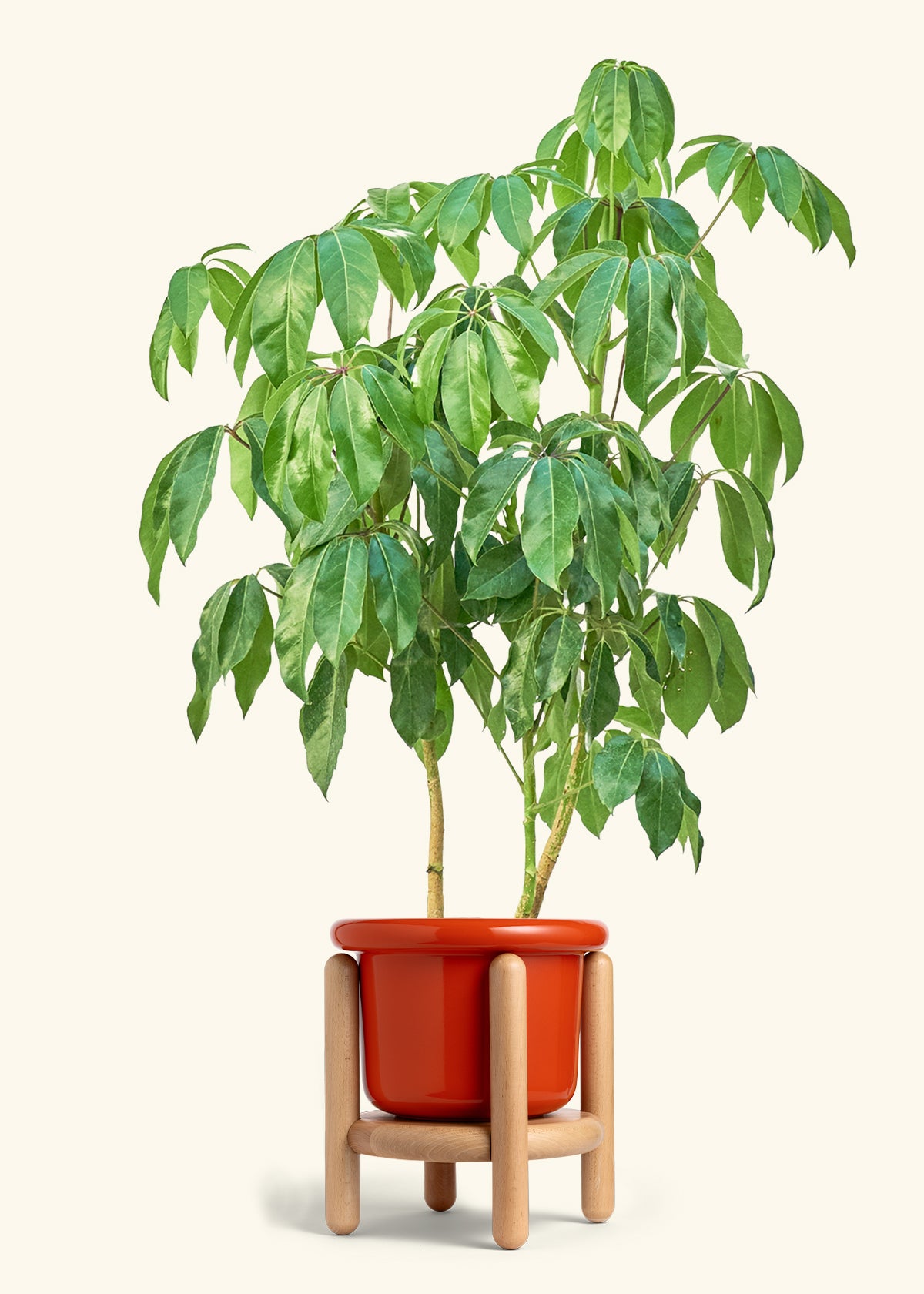 Australian Umbrella Tree in a 10 inches Fat Lip Red Planter in a Beech Wood Stand