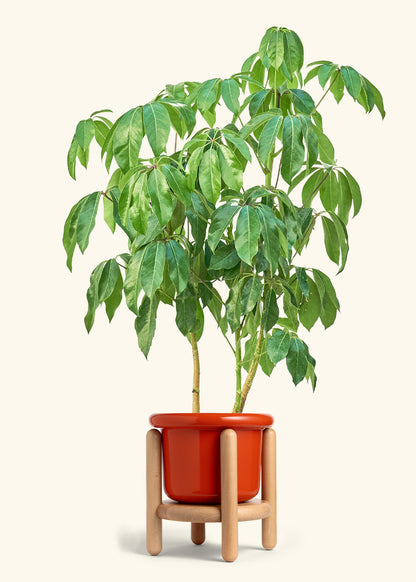 Australian Umbrella Tree in a 10 inches Fat Lip Red Planter in a Beech Wood Stand