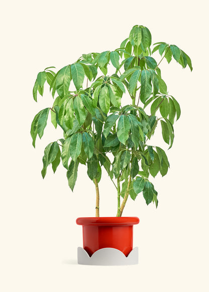 Australian Umbrella Tree in a 10 inches Fat Lip Red Planter in a Oat Petal Drip Tray