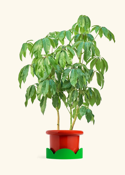 Australian Umbrella Tree in a 10 inches Fat Lip Red Planter in a Shamrock Petal Drip Tray