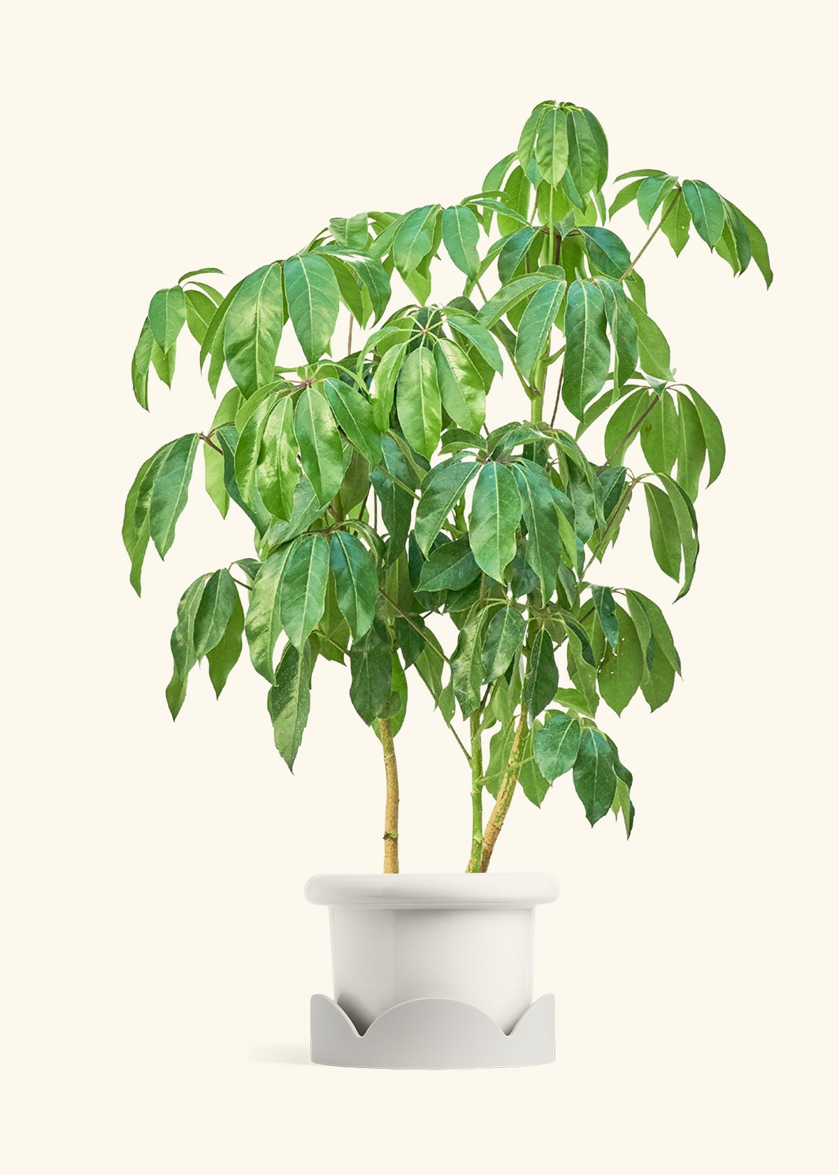 Australian Umbrella Tree in a 10 inches Fat Lip White Planter in a Oat Petal Drip Tray