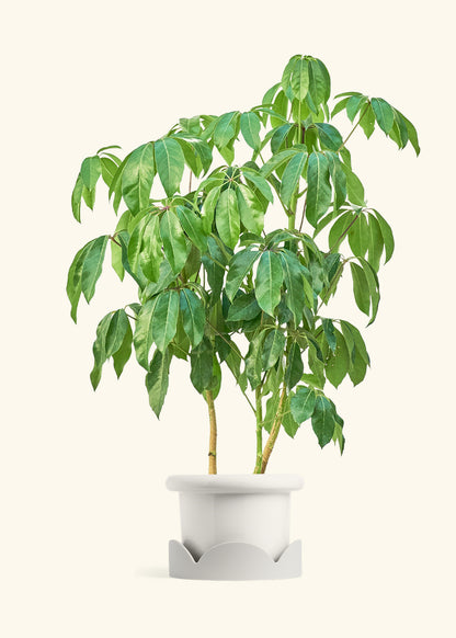 Australian Umbrella Tree in a 10 inches Fat Lip White Planter in a Oat Petal Drip Tray