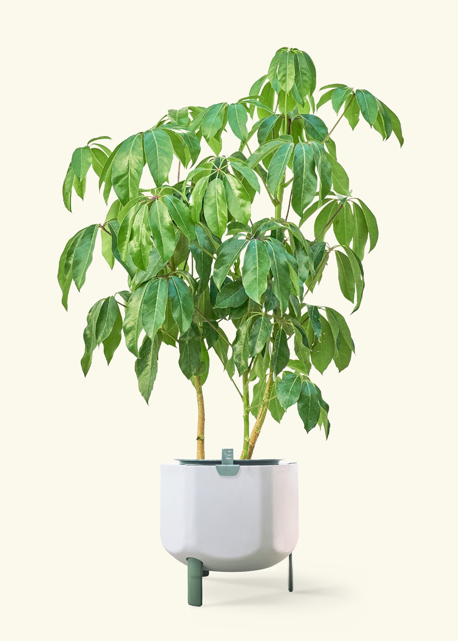 Australian Umbrella Tree in a 10 inches sage self watering pot