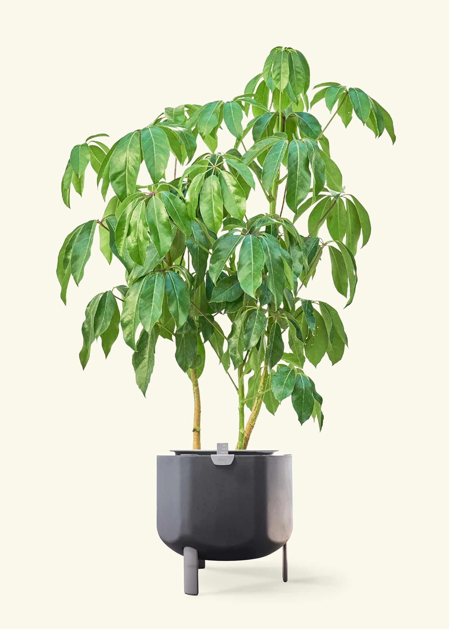 Australian Umbrella Tree in a 10 inches charcoal self watering pot