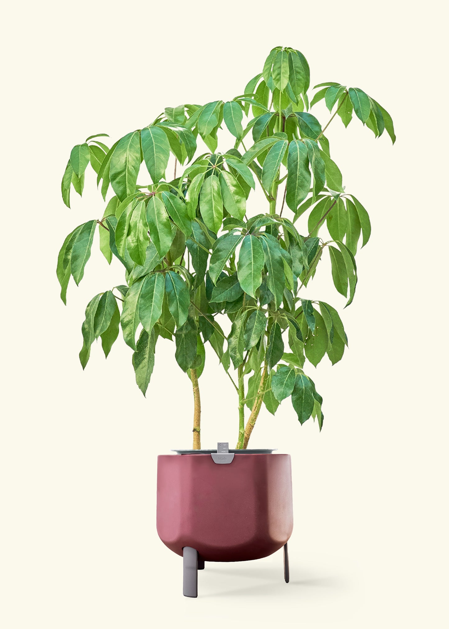 Australian Umbrella Tree in a 10 inches terracotta self watering pot