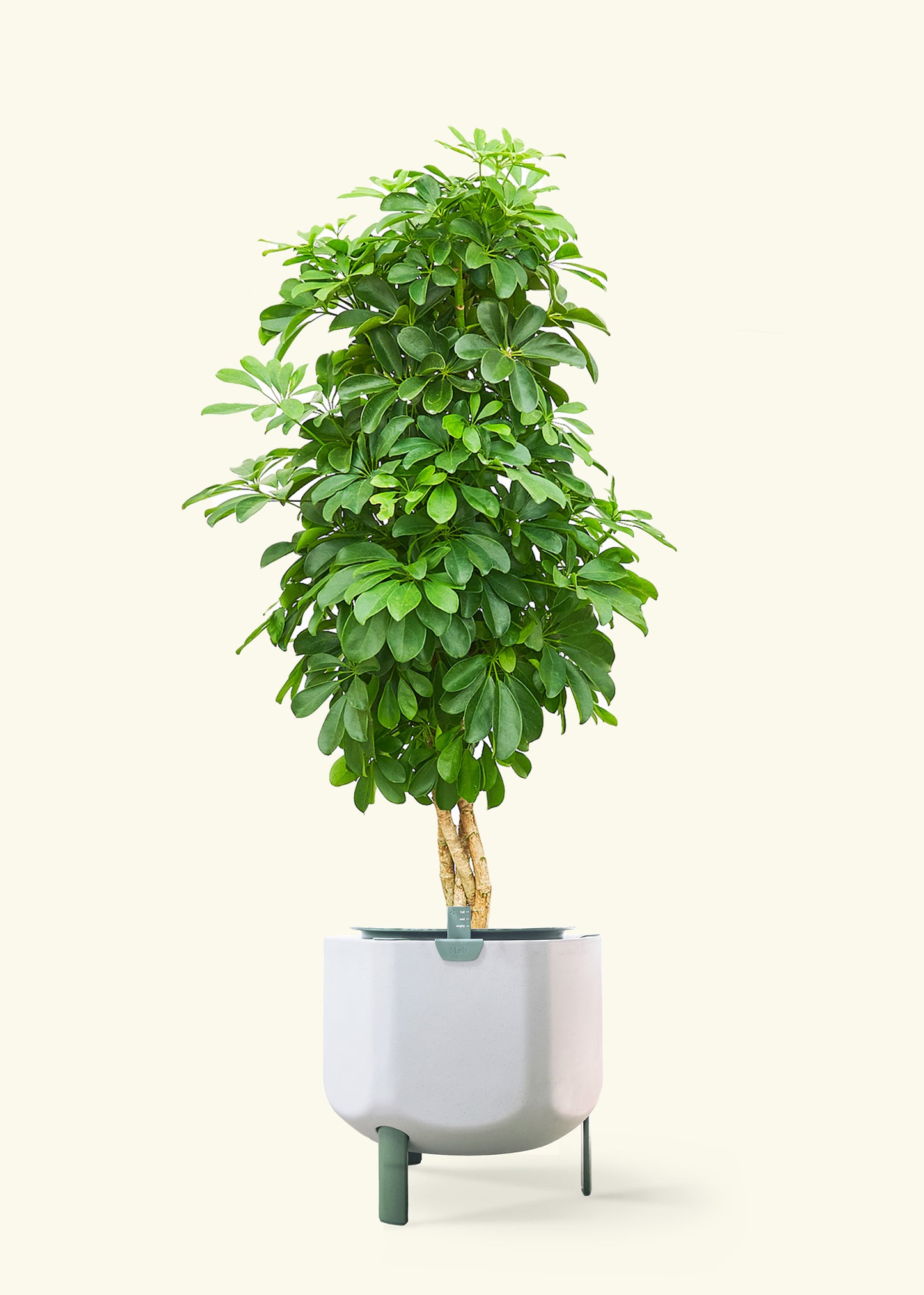 Dwarf Umbrella Tree in a 10 inches sage self watering pot