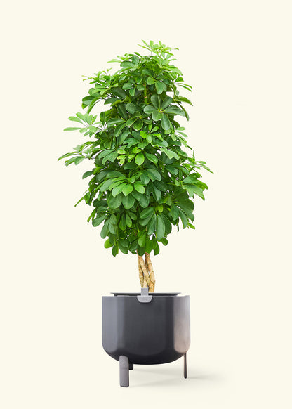 Dwarf Umbrella Tree in a 10 inches charcoal self watering pot