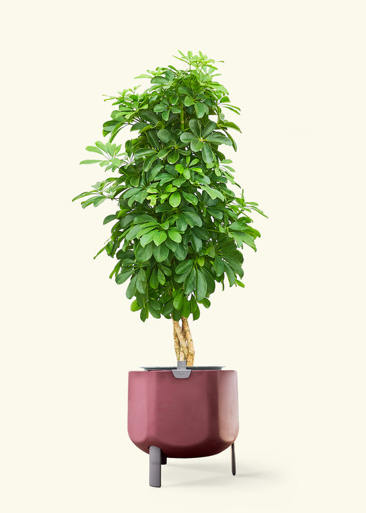 Dwarf Umbrella Tree in a 10 inches terracotta self watering pot