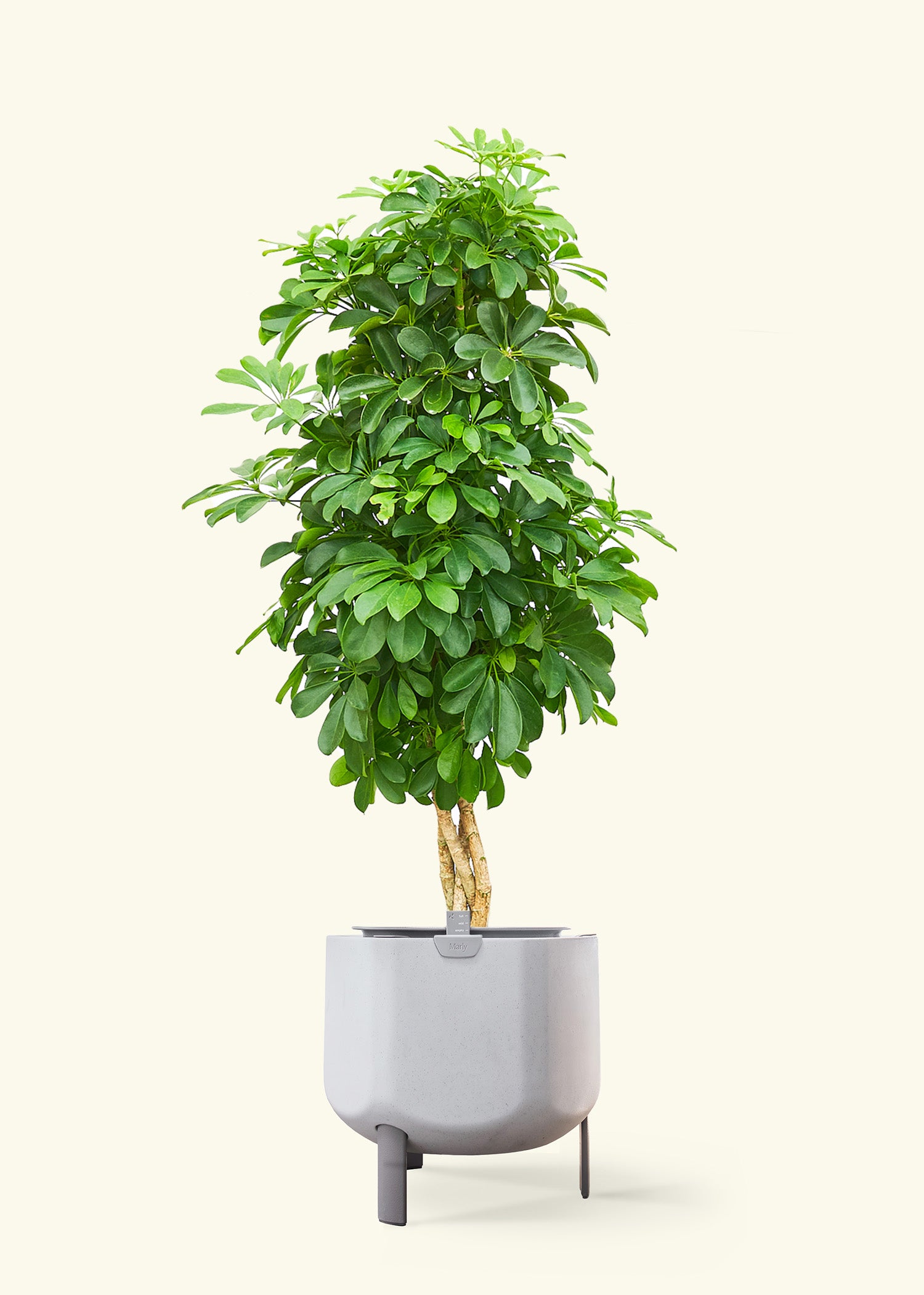 Dwarf Umbrella Tree in a 10 inches stone self watering pot