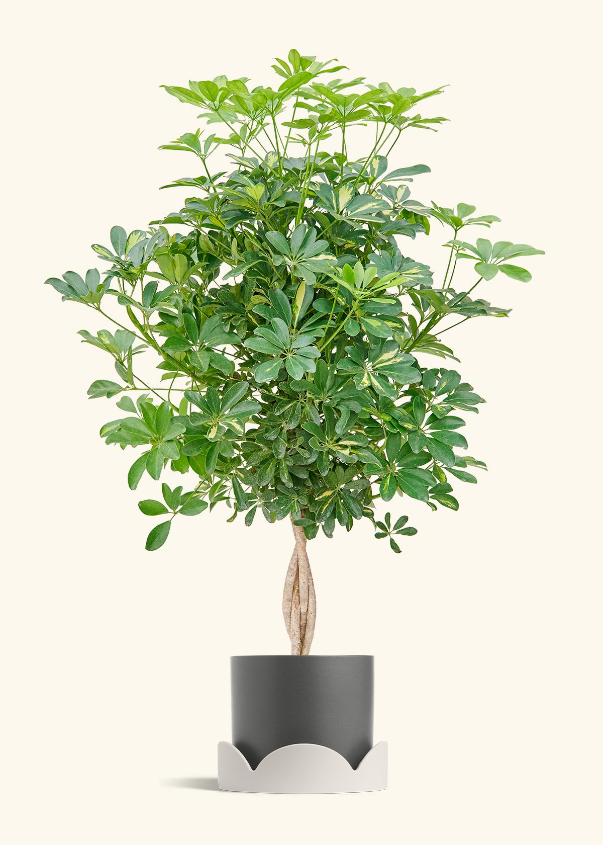 Hawaiian Dwarf Umbrella Tree in a 10 inches Charcoal Classic Cylinder Planter in a Oat Petal Drip Tray