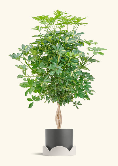 Hawaiian Dwarf Umbrella Tree in a 10 inches Charcoal Classic Cylinder Planter in a Oat Petal Drip Tray