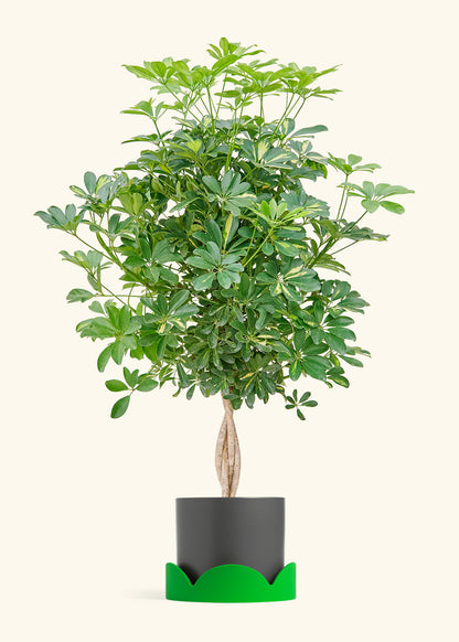 Hawaiian Dwarf Umbrella Tree in a 10 inches Charcoal Classic Cylinder Planter in a Shamrock Petal Drip Tray