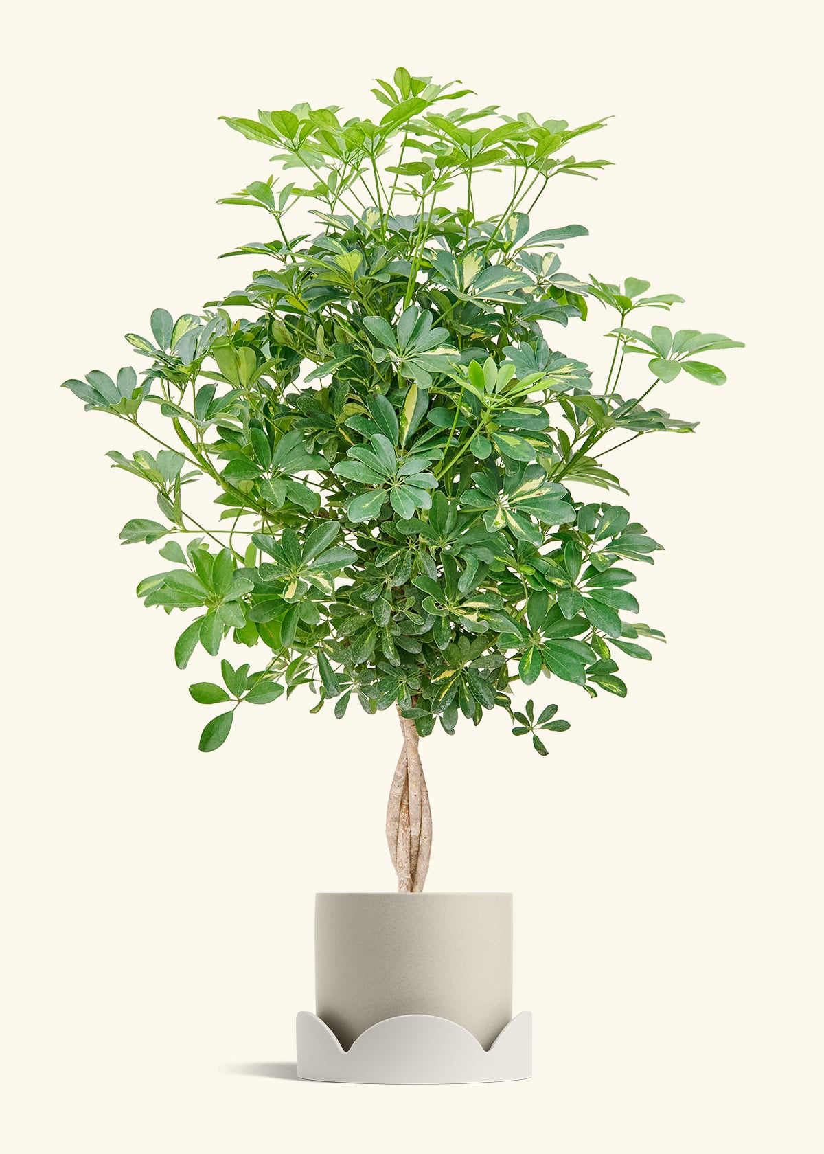 Hawaiian Dwarf Umbrella Tree in a 10 inches Oat Classic Cylinder Planter in a Oat Petal Drip Tray