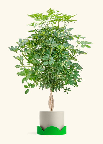 Hawaiian Dwarf Umbrella Tree in a 10 inches Oat Classic Cylinder Planter in a Shamrock Petal Drip Tray