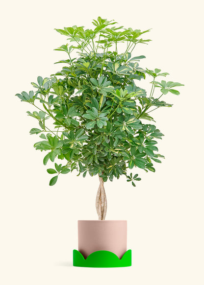 Hawaiian Dwarf Umbrella Tree in a 10 inches Pink Classic Cylinder Planter in a Shamrock Petal Drip Tray