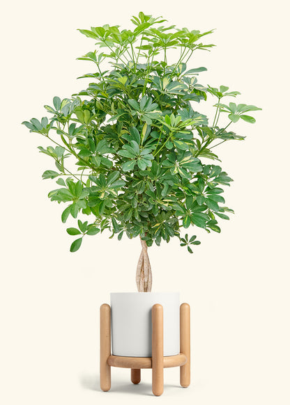 Hawaiian Dwarf Umbrella Tree in a 10 inches White Classic Cylinder Planter in a Beech Wood Stand