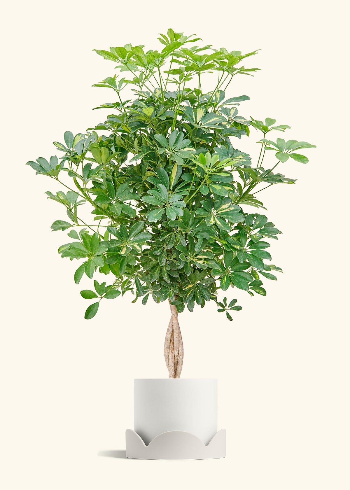 Hawaiian Dwarf Umbrella Tree in a 10 inches White Classic Cylinder Planter in a Shamrock Petal Drip Tray