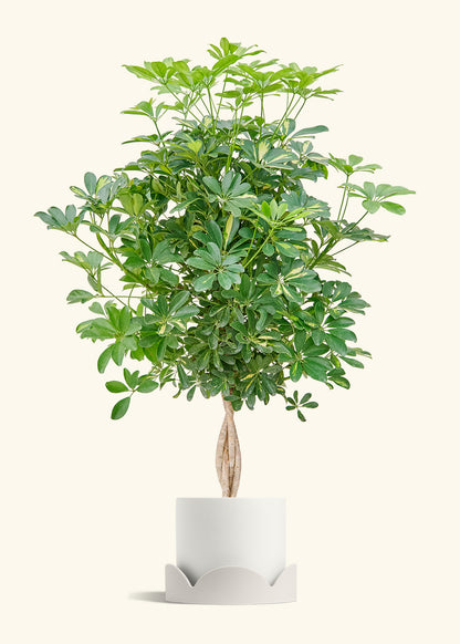 Hawaiian Dwarf Umbrella Tree in a 10 inches White Classic Cylinder Planter in a Shamrock Petal Drip Tray