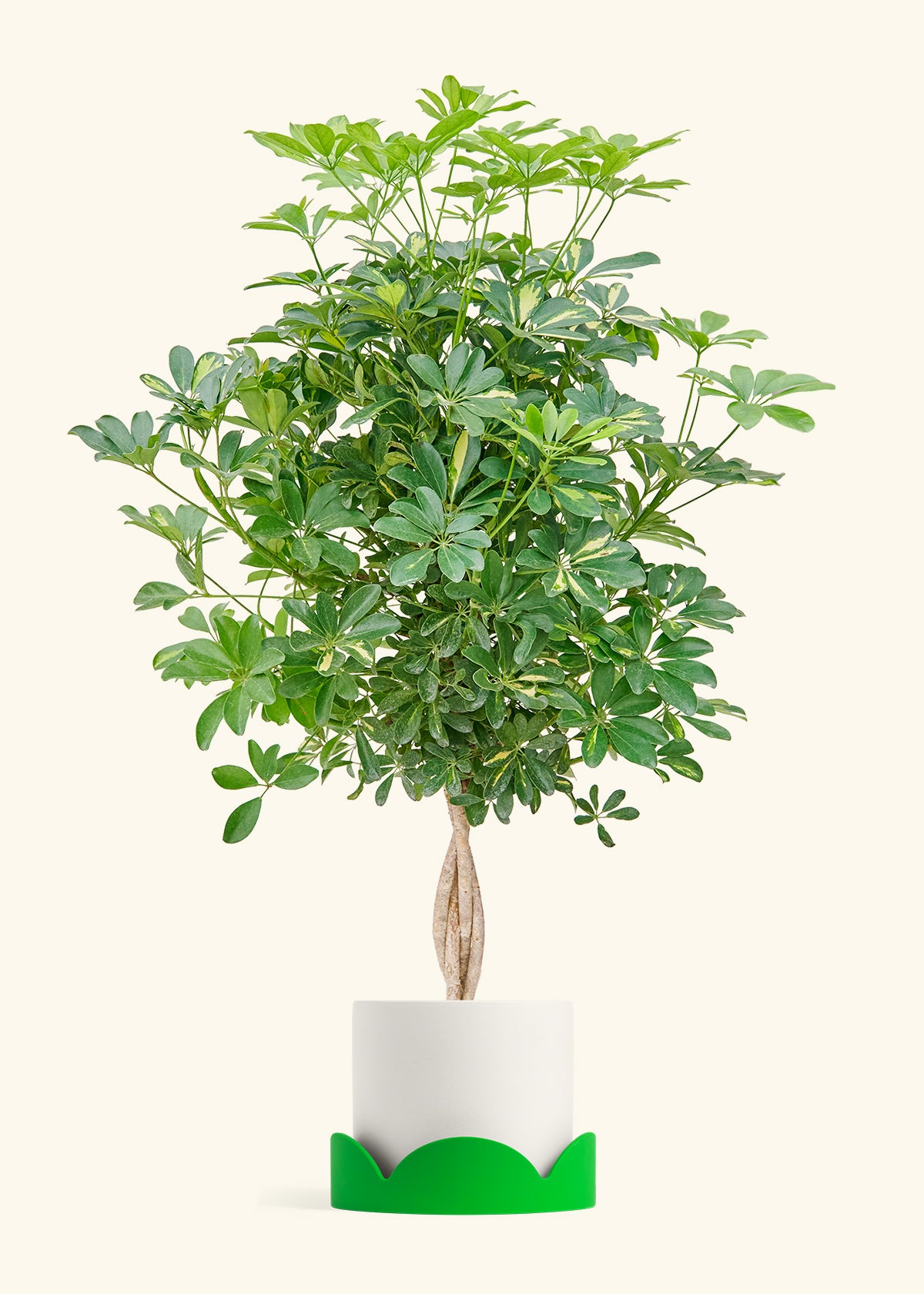 Hawaiian Dwarf Umbrella Tree in a 10 inches White Classic Cylinder Planter in a Oat Petal Drip Tray