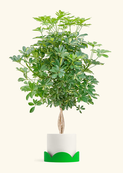 Hawaiian Dwarf Umbrella Tree in a 10 inches White Classic Cylinder Planter in a Oat Petal Drip Tray