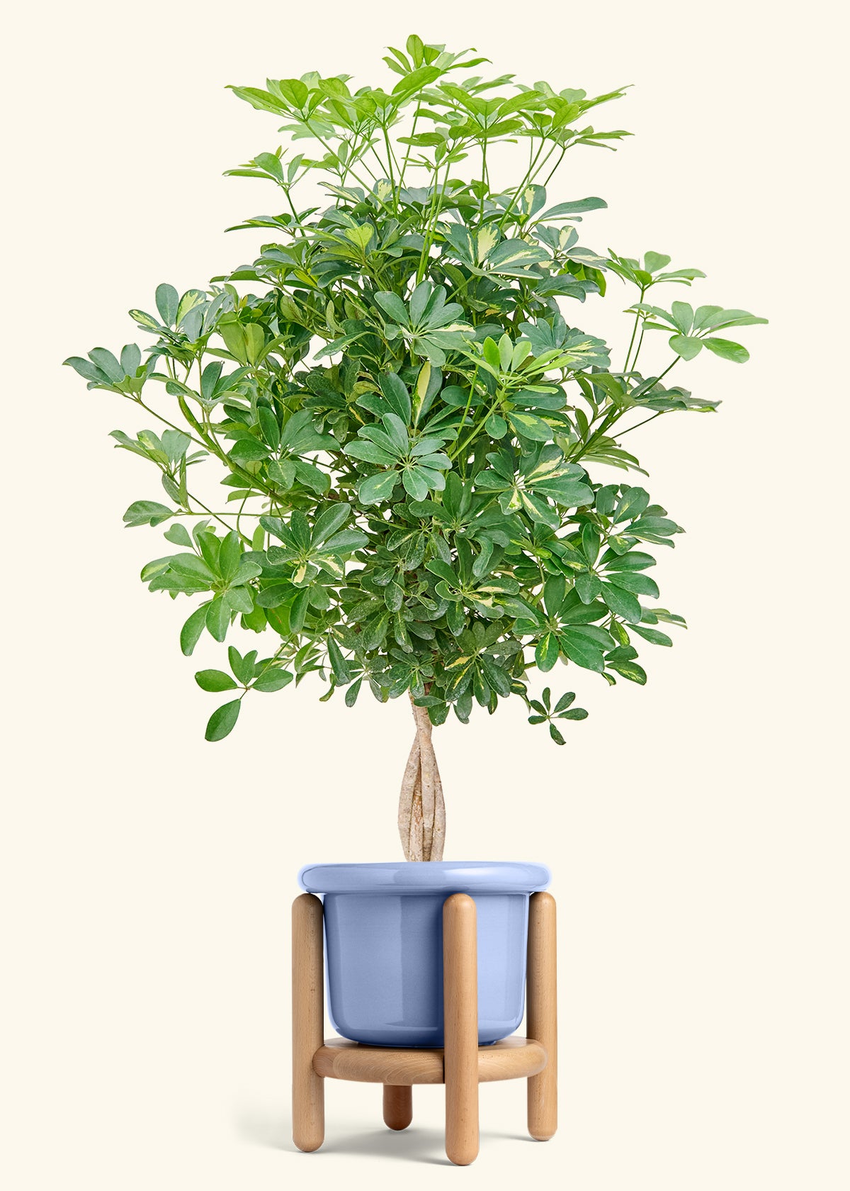 Hawaiian Dwarf Umbrella Tree in a 10 inches Fat Lip Blue Planter in a Beech Wood Stand
