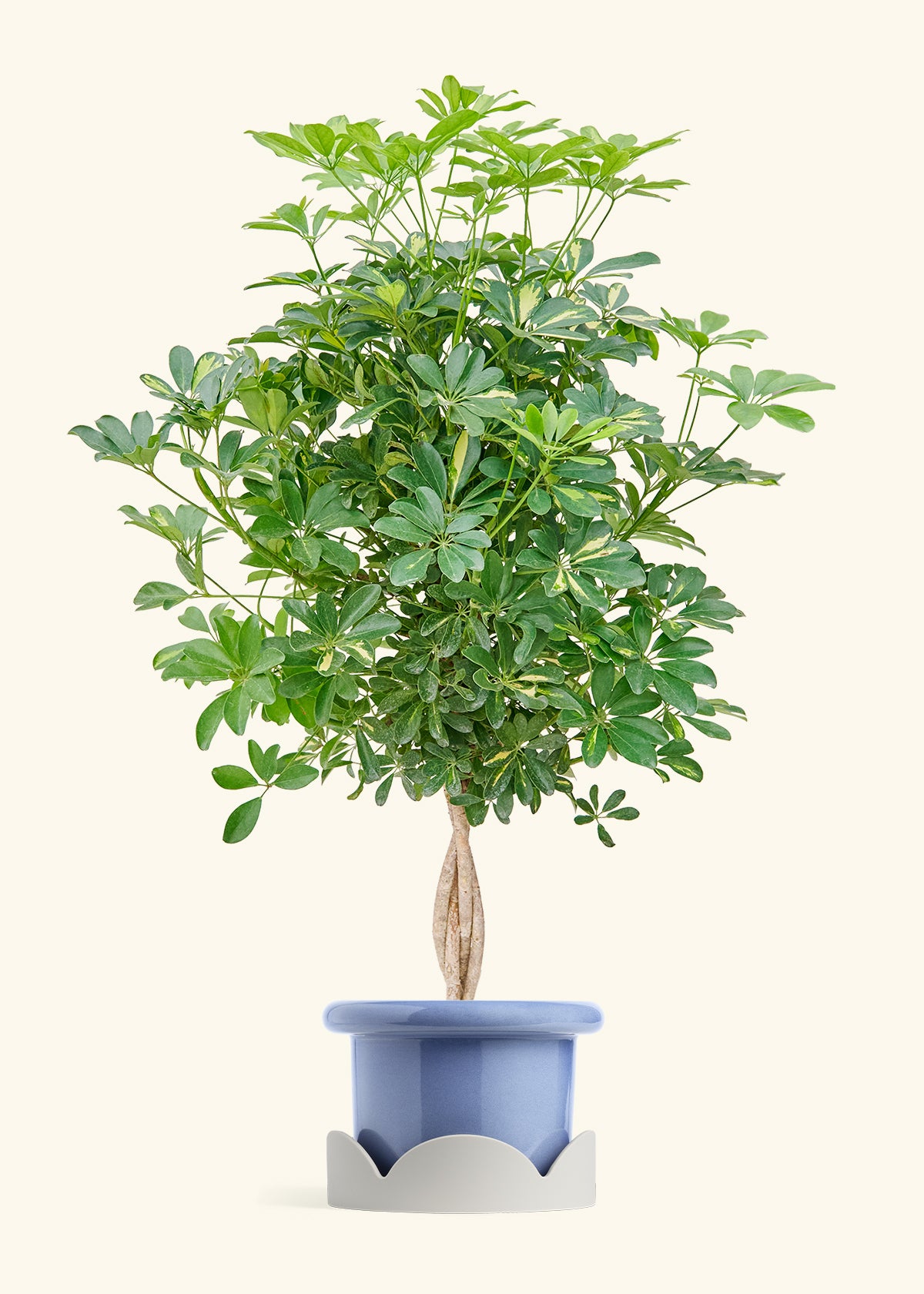 Hawaiian Dwarf Umbrella Tree in a 10 inches Fat Lip Blue Planter in a Oat Petal Drip Tray
