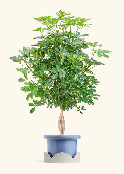 Hawaiian Dwarf Umbrella Tree in a 10 inches Fat Lip Blue Planter in a Oat Petal Drip Tray