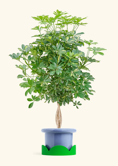 Hawaiian Dwarf Umbrella Tree in a 10 inches Fat Lip Blue Planter in a Shamrock Petal Drip Tray