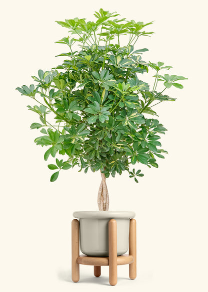Hawaiian Dwarf Umbrella Tree in a 10 inches Fat Lip Oat Planter in a Beech Wood Stand