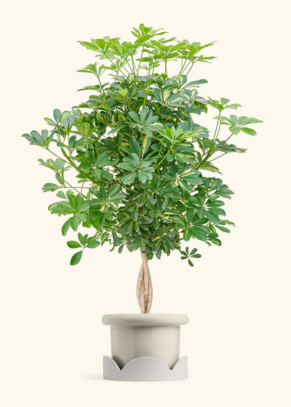 Hawaiian Dwarf Umbrella Tree in a 10 inches Fat Lip Oat Planter in a Oat Petal Drip Tray
