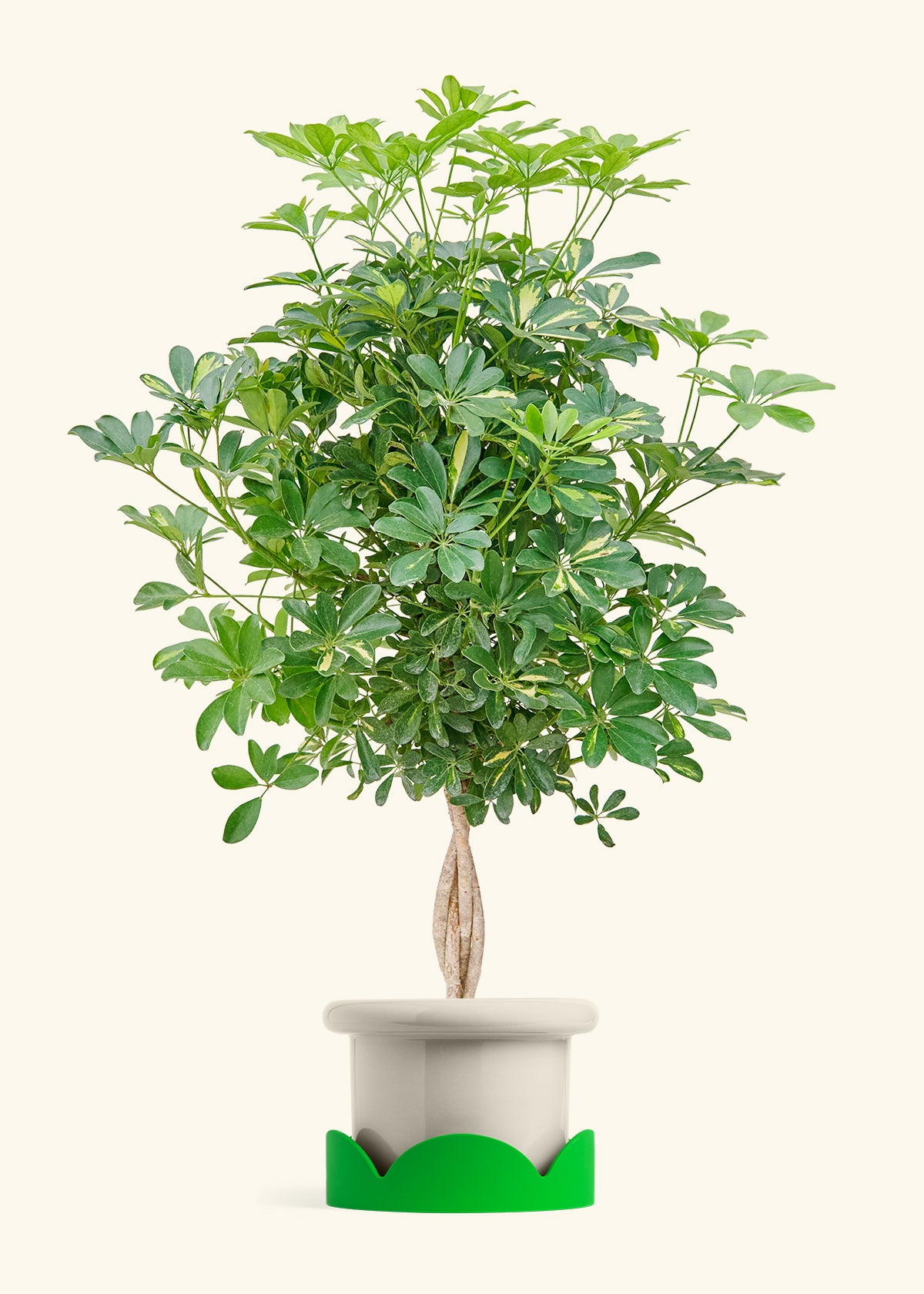 Hawaiian Dwarf Umbrella Tree in a 10 inches Fat Lip Oat Planter in a Shamrock Petal Drip Tray