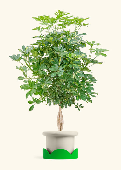 Hawaiian Dwarf Umbrella Tree in a 10 inches Fat Lip Oat Planter in a Shamrock Petal Drip Tray