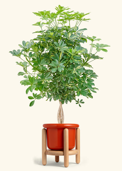 Hawaiian Dwarf Umbrella Tree in a 10 inches Fat Lip Red Planter in a Beech Wood Stand
