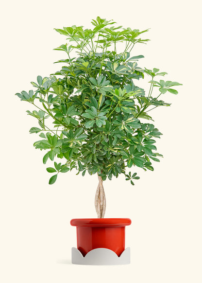 Hawaiian Dwarf Umbrella Tree in a 10 inches Fat Lip Red Planter in a Oat Petal Drip Tray