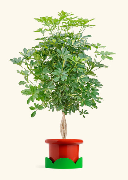Hawaiian Dwarf Umbrella Tree in a 10 inches Fat Lip Red Planter in a Shamrock Petal Drip Tray