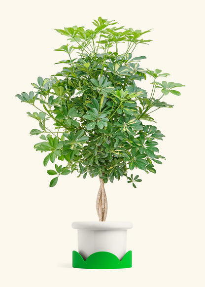 Hawaiian Dwarf Umbrella Tree in a 10 inches Fat Lip White Planter in a Shamrock Petal Drip Tray