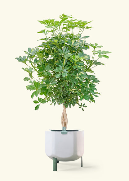 Hawaiian Dwarf Umbrella Tree in a 10 inches sage self watering pot