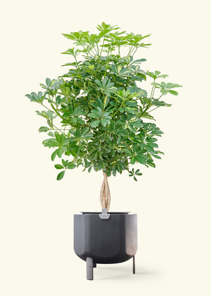 Hawaiian Dwarf Umbrella Tree in a 10 inches charcoal self watering pot