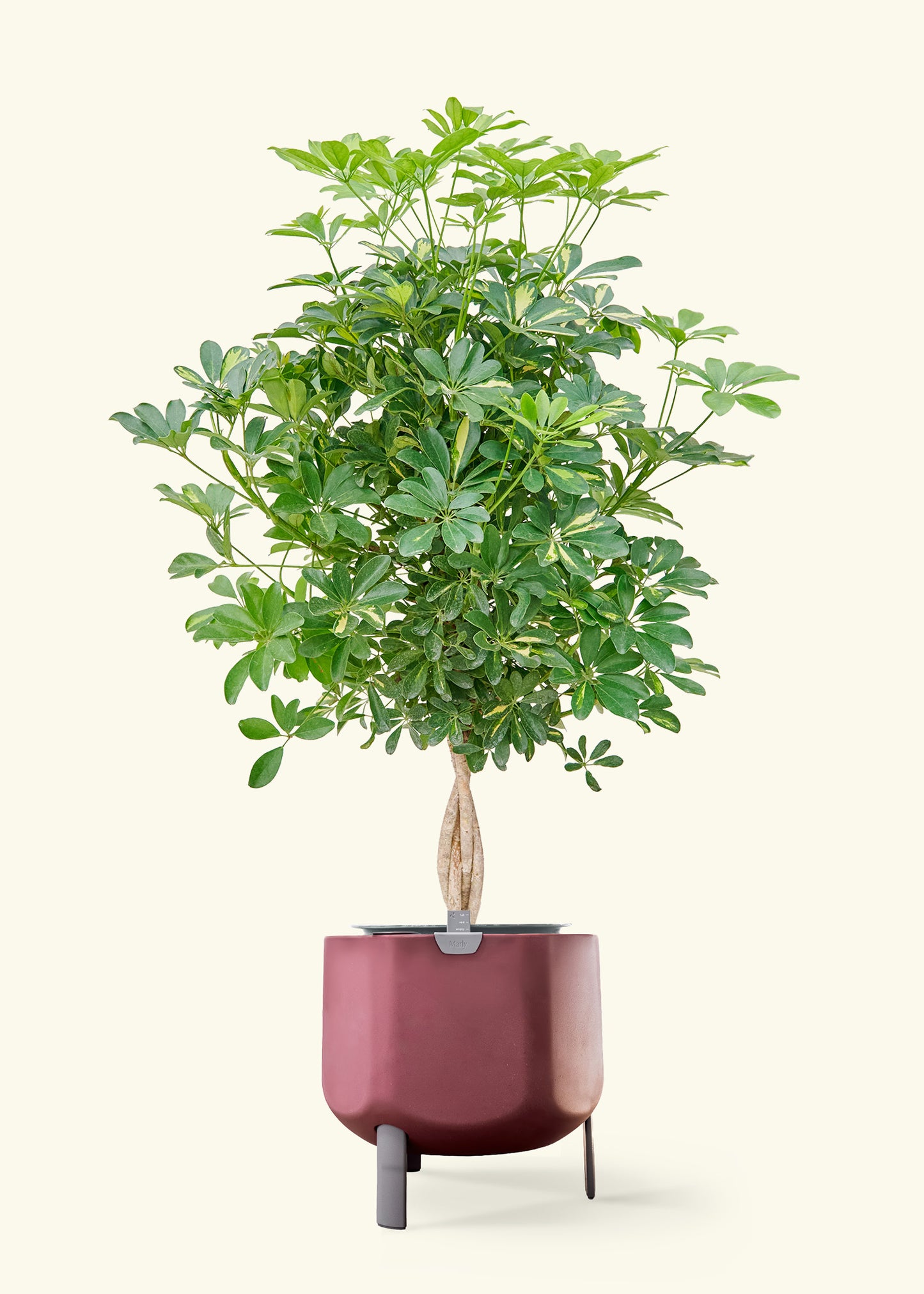 Hawaiian Dwarf Umbrella Tree in a 10 inches terracotta self watering pot