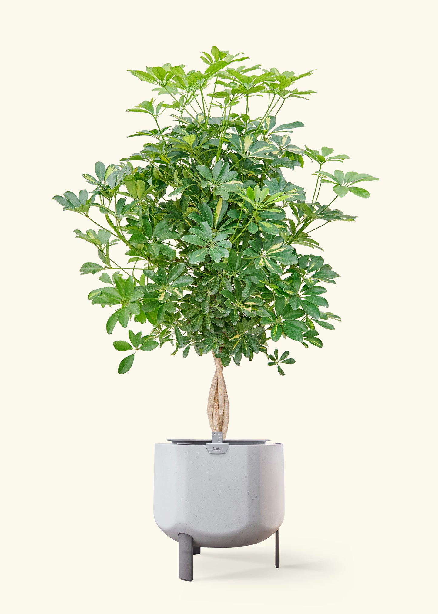 Hawaiian Dwarf Umbrella Tree in a 10 inches stone self watering pot