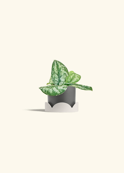 Silver Pothos Exotica in a 4 inches Charcoal Classic Cylinder Planter in a Oat Petal Drip Tray