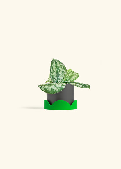 Silver Pothos Exotica in a 4 inches Charcoal Classic Cylinder Planter in a Shamrock Petal Drip Tray