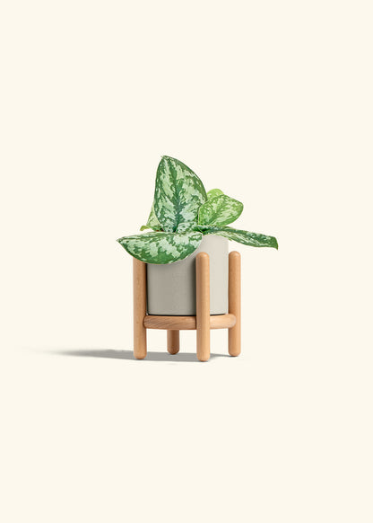 Silver Pothos Exotica in a 4 inches Oat Classic Cylinder Planter in a Beech Wood Stand