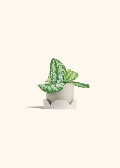 Silver Pothos Exotica in a 4 inches Oat Classic Cylinder Planter in a Oat Petal Drip Tray