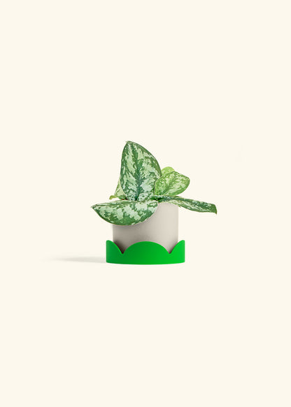 Silver Pothos Exotica in a 4 inches Oat Classic Cylinder Planter in a Shamrock Petal Drip Tray