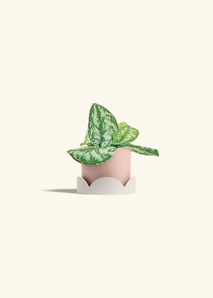 Silver Pothos Exotica in a 4 inches Pink Classic Cylinder Planter in a Oat Petal Drip Tray