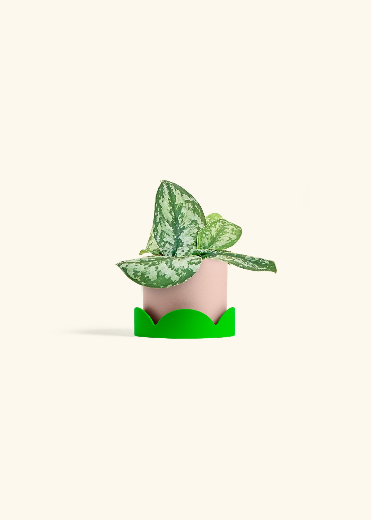 Silver Pothos Exotica in a 4 inches Pink Classic Cylinder Planter in a Shamrock Petal Drip Tray