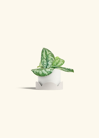 Silver Pothos Exotica in a 4 inches White Classic Cylinder Planter in a Oat Petal Drip Tray