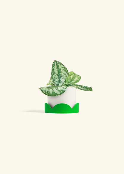 Silver Pothos Exotica in a 4 inches White Classic Cylinder Planter in a Shamrock Petal Drip Tray